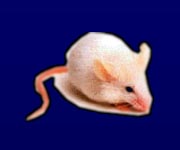 mouse.jpg (9591 bytes)